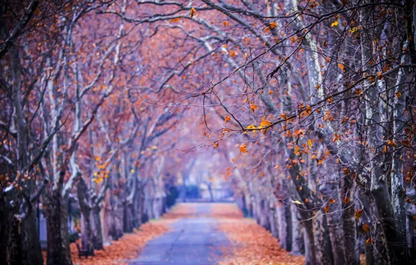 Road, autumn, forest, leaves, trees, nature, Park, colors