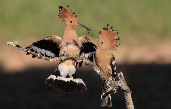 Birds, background, bird, two, branch, pair, food, two