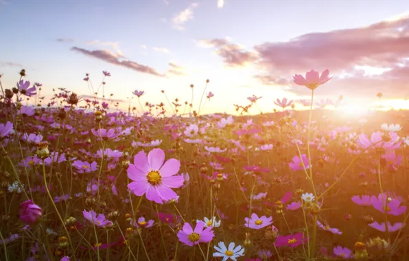 The sun, sunset, flowers, field of flowers