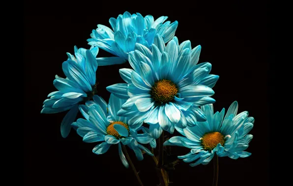 Picture flowers, chrysanthemum, the dark background