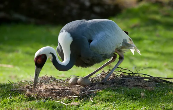 Picture summer, grass, bird, eggs, socket, crane