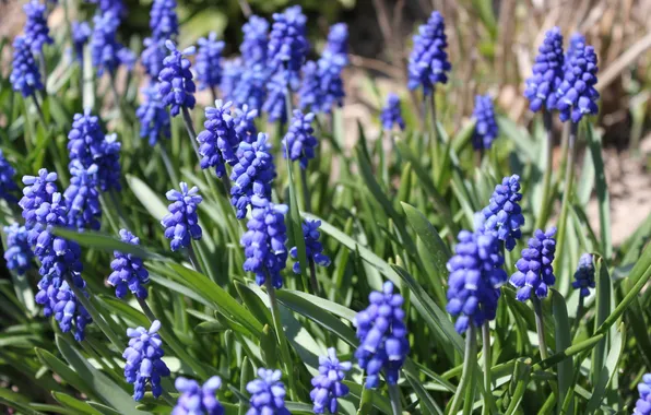 Field, macro, flowers, blue, spring, meadow