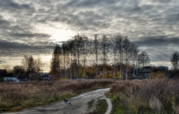 Picture road, trees, dog, pastoral