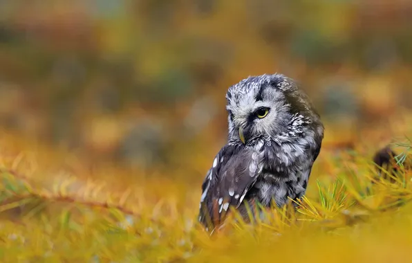 Needles, branches, bird, Tengmalm's owl