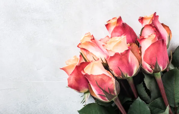 Pink Roses Webp Download wallpaper roses, bouquet, pink, beautiful, roses, Iryna Melnyk ...