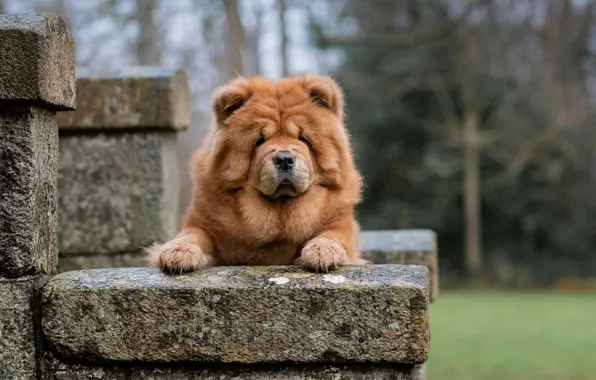 Look, face, dog, Chow