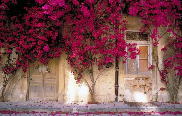 Flowers, Wall, Window