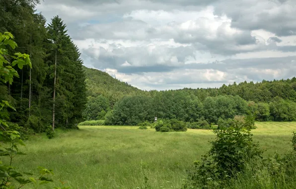 Greens, forest, summer, grass, clouds, trees, glade, Germany