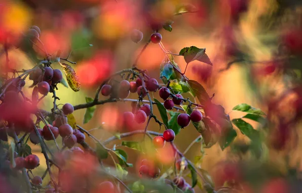 Branches, nature, tree, apples, blur, harvest, red, Apple