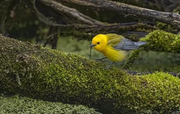 Bird, moss, log, pond, yellow, duckweed, a woodland songster, lemon crooner