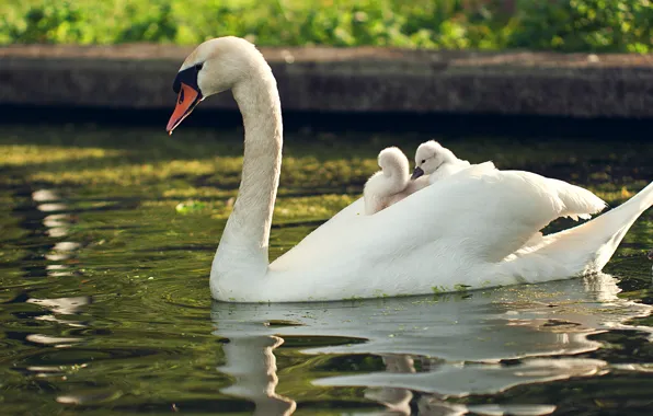 Birds, Swan, Chicks, pond