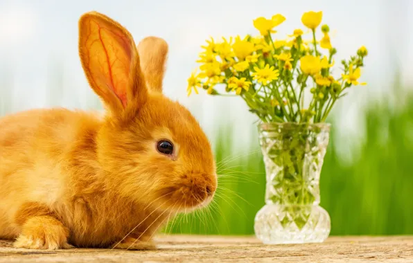 Picture flowers, fluffy, rabbit, red