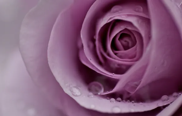 Flower, water, drops, macro, Rosa, pink, tenderness, rose