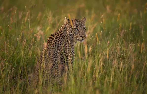 Cat, leopard, Savannah