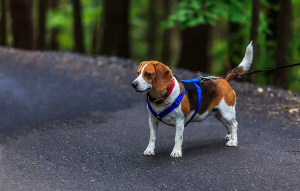 Each, dog, Beagle