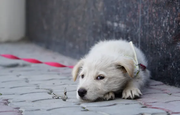 Picture look, dog, lies