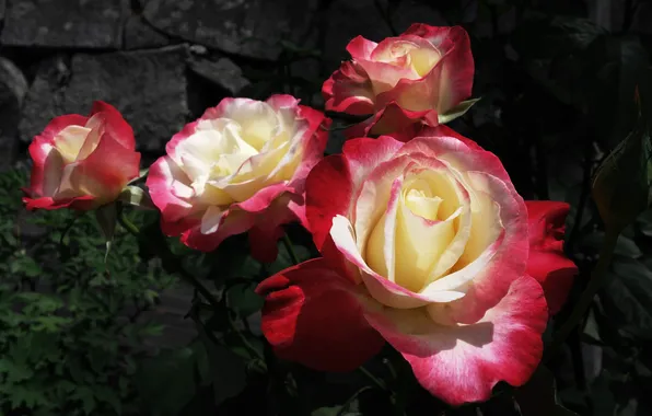 Light, flowers, the dark background, stones, wall, roses, garden, pink