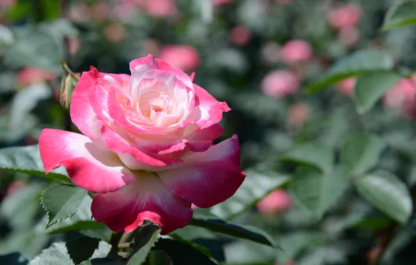 White, leaves, roses, buds, flowering, the bushes, raspberry