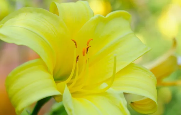Macro, flowers, yellow, Lily