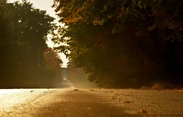 Road, autumn, forest