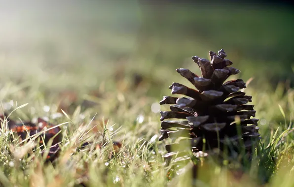 Picture grass, macro, bumps