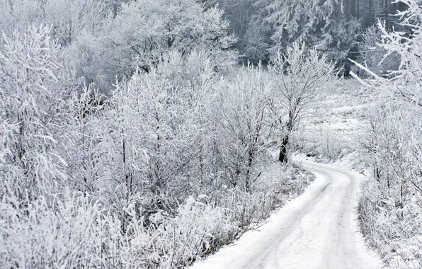 Winter, frost, road, snow, trees, road, winter, snow