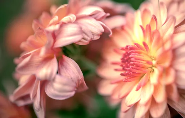 Macro, flowers, chrysanthemum