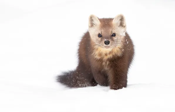 Winter, look, snow, white background, marten