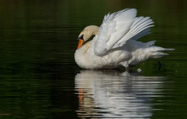 Picture white, water, reflection, bird, swans, pond, green background, swimming