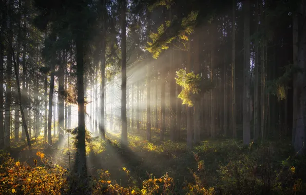 Picture forest, trees, dawn, morning, the sun's rays