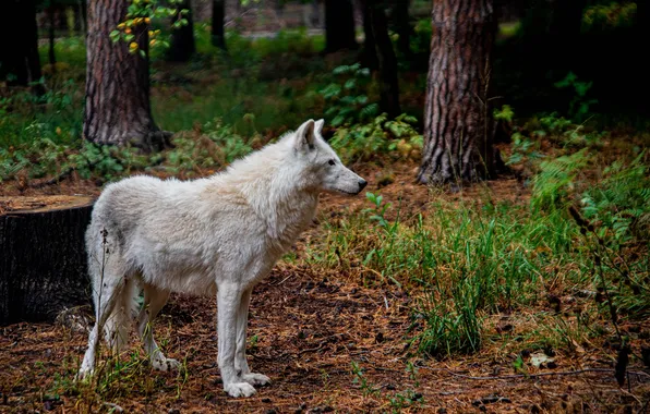 Nature, snow, predator, face, animal, wolf, wolves, wildlife