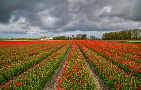 Field, the sky, clouds, trees, flowers, red, clouds, tulips