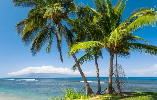 Picture sea, the sun, tropics, palm trees, coast, Hawaii, USA