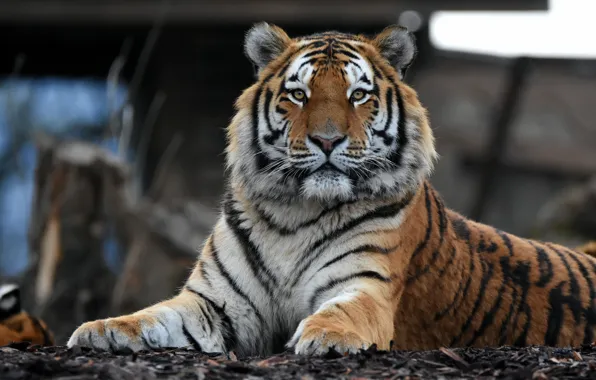 Picture look, face, tiger, portrait, lies, zoo, handsome
