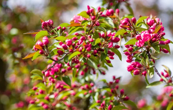 Leaves, flowers, branches, spring, pink, Apple, flowering, bokeh