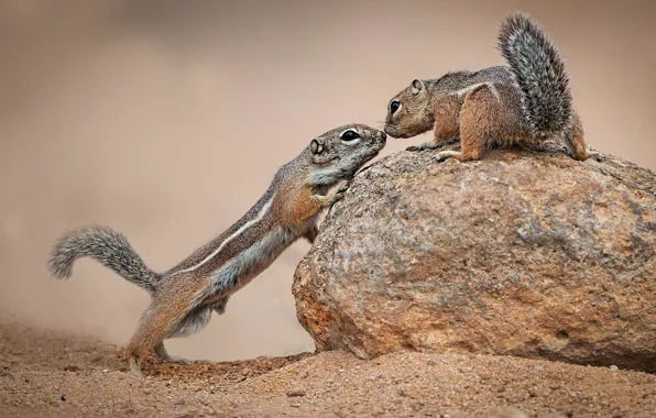 Picture stone, a couple, antelope-squirrels
