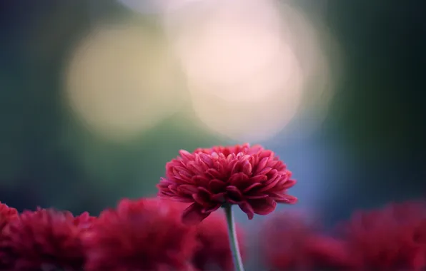 Flowers, focus, chrysanthemum, dark pink