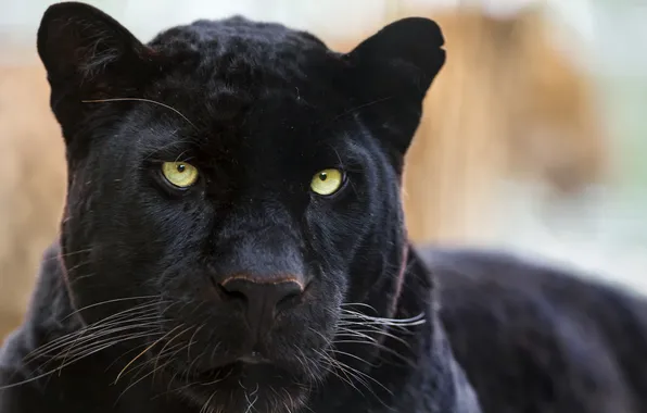 Cat, face, black, Panther, leopard, ©Tambako The Jaguar