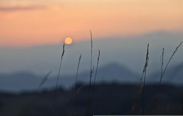 Picture the sky, grass, sunset, mountains, stems, bokeh