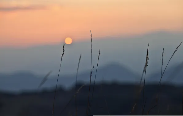 The sky, grass, sunset, mountains, stems, bokeh