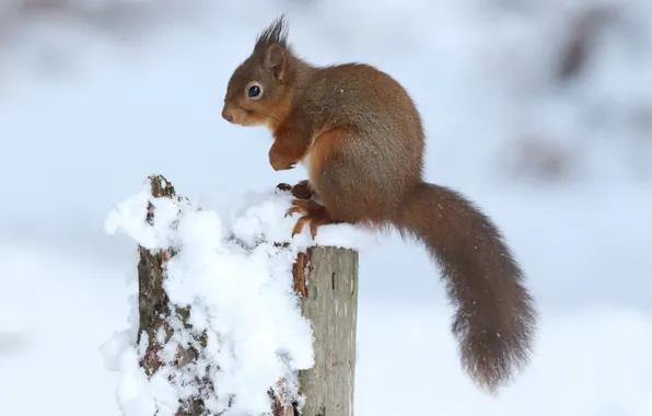 Winter, snow, nature, pose, stump, protein, tail, profile
