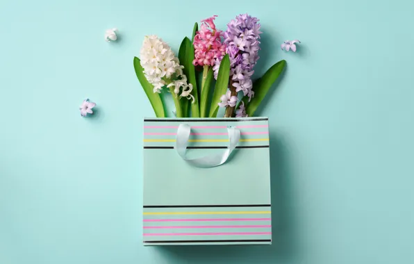 Background, blue, bouquet, packaging, hyacinths