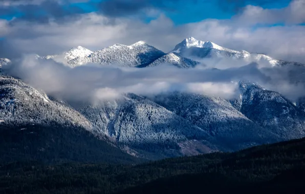 Winter, frost, forest, the sky, clouds, light, snow, landscape