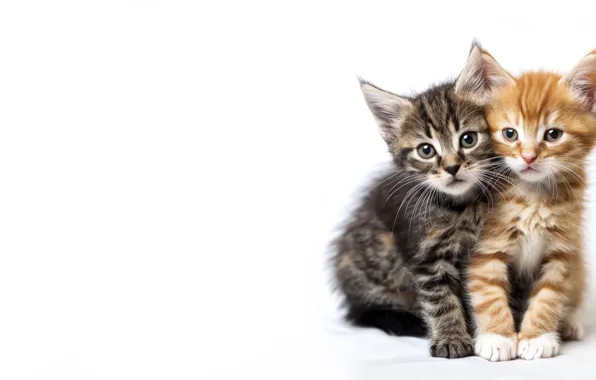 Look, cats, pose, kitty, kittens, white background, a couple, Duo