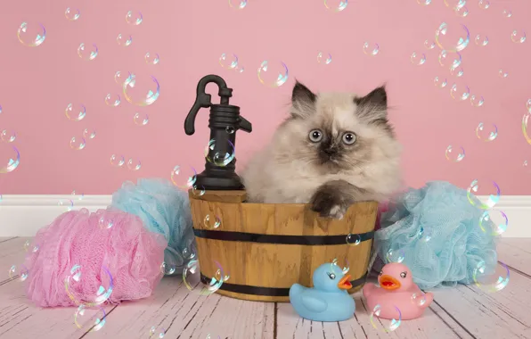 Cat, look, pose, kitty, toys, Board, crane, fluffy