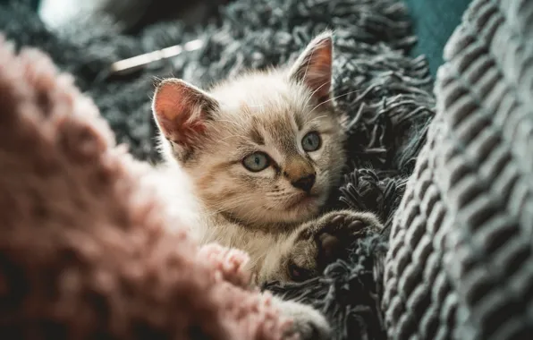 Cat, look, pose, kitty, sofa, lies, fur, face