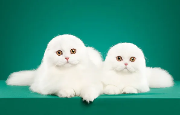 Picture cat, look, pose, background, two, fold, muzzle, white