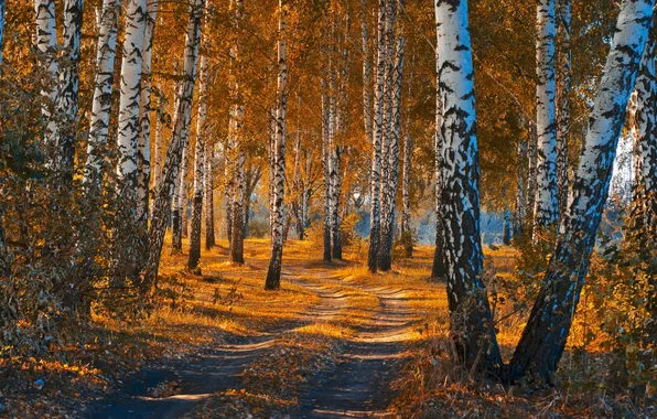 Picture trees, landscape, birch, automn