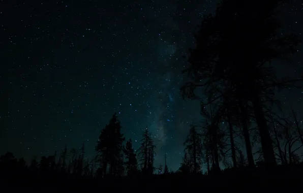 Forest, the sky, trees, the milky way