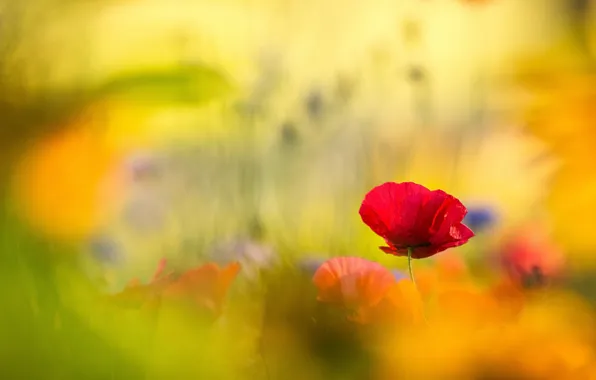 Summer, light, flowers, orange, yellow, background, Mac, Maki